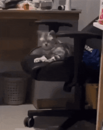 Cat Lying On Chair In Front Of Desk GIF