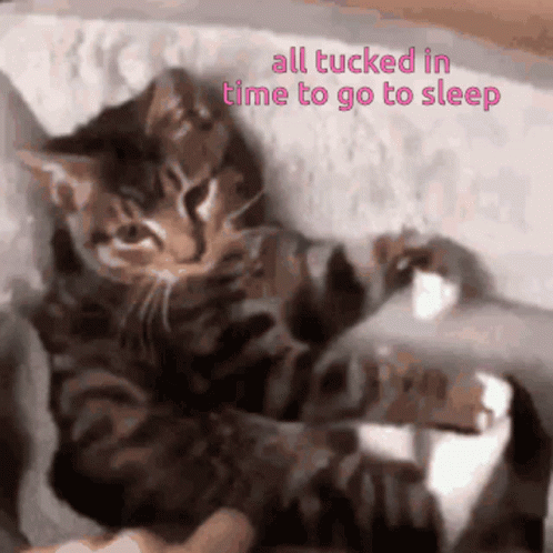 Cat Lying On Couch All Tucked In GIF