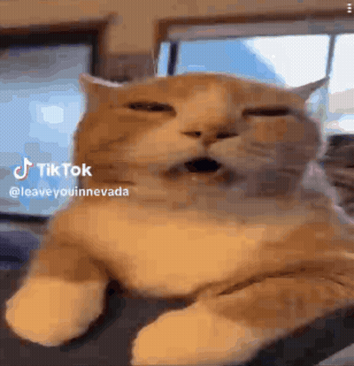 Cat Lying On Couch Eyes Closed Mouth Open GIF