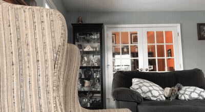 Cat Lying On Couch In Front Of Glass Cabinet GIF