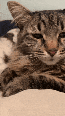 Cat Lying On Couch GIF