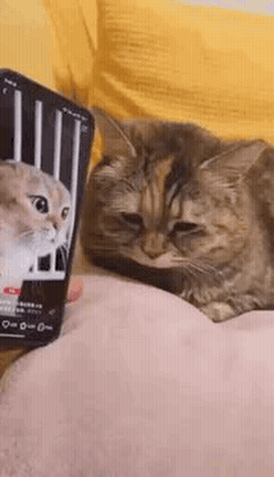 Cat Lying On Couch Next To Cell Phone GIF