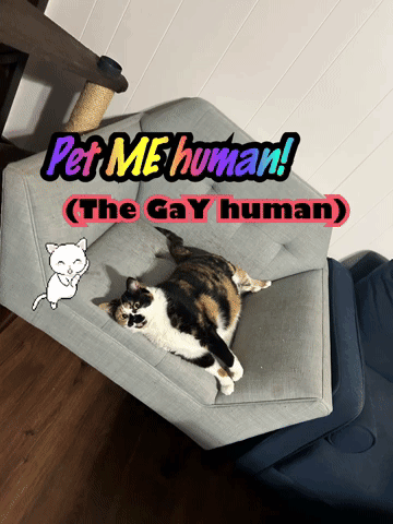 Cat Lying On Couch Pet Me Human GIF