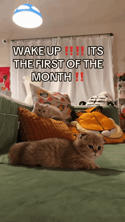 Cat Lying On Couch Wake Up First Of Month GIF