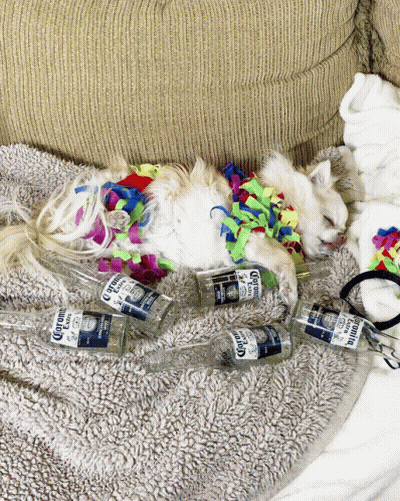 Cat Lying on Couch with Corona Bottles