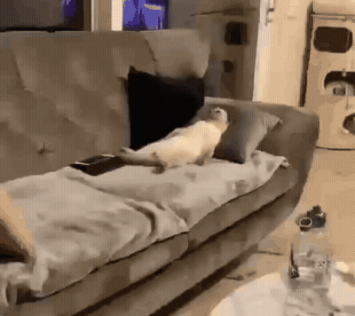 Cat Lying On Couch With Remote GIF