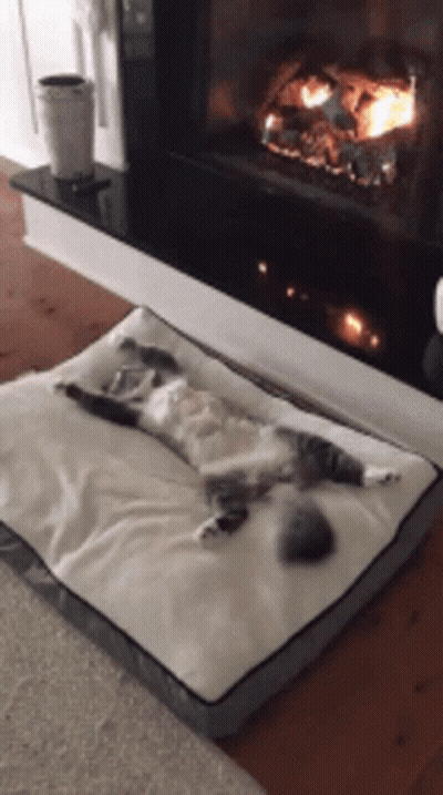 Cat Lying On Dog Bed In Front Of Fireplace GIF