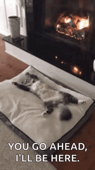 Cat Lying On Dog Bed Next To Fireplace GIF