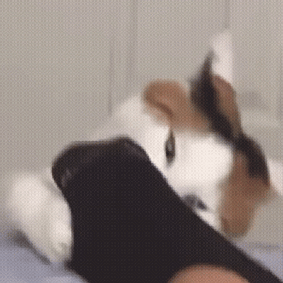 Cat Lying On Feet GIF