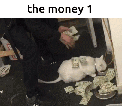 Cat Lying On Floor With Money GIF