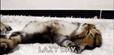 Cat Lying On Its Back On White Blanket GIF
