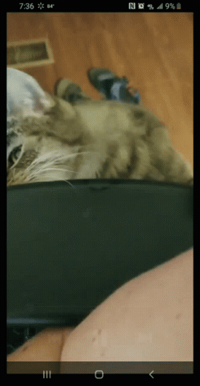 Cat Lying On Lap On Phone Screen GIF