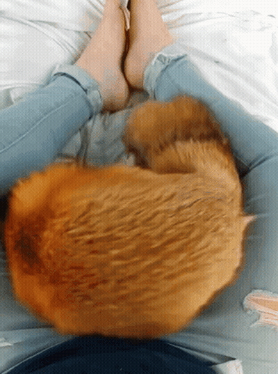 Cat Lying On Person's Lap GIF