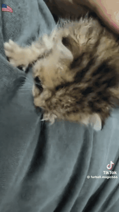 Cat Lying On Person's Lap GIF