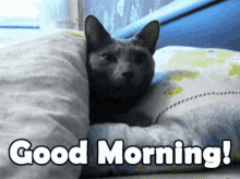 Cat Lying On Pillow Good Morning GIF