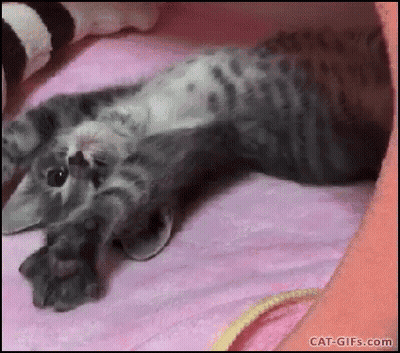 Cat Lying On Pink Blanket GIF