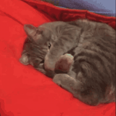 Cat Lying On Red Blanket Licking It GIF