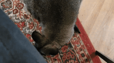Cat Lying On Rug GIF