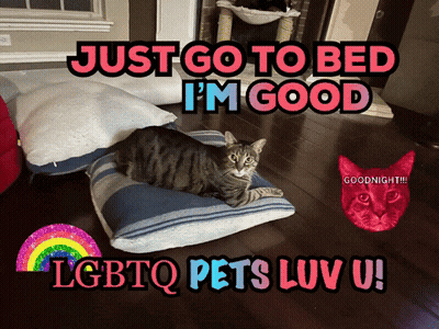 Cat Lying On Striped Pillow Saying Just Go To Bed GIF