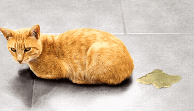 Cat Lying On Tiled Floor Next To Carpet GIF