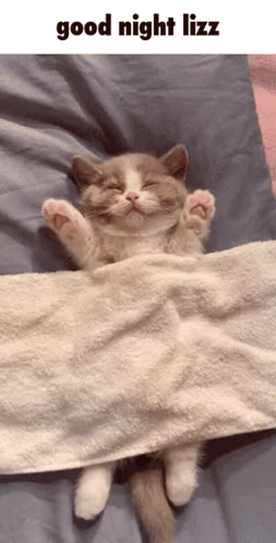 Cat Lying Under Blanket Good Night Liz GIF