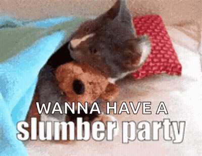 Cat Lying Under Blanket With Teddy Bear GIF