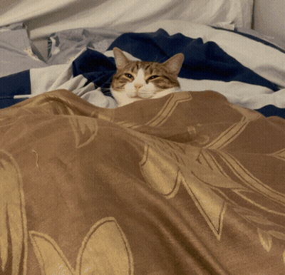 Cat Lying Under Floral Blanket GIF