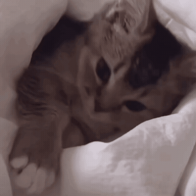 Cat Lying Under White Blanket GIF