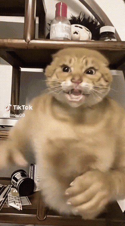 Cat Making Face With Mouth Open GIF
