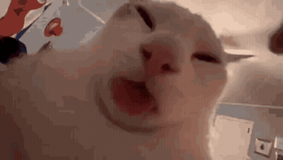 Cat Making Funny Face GIF