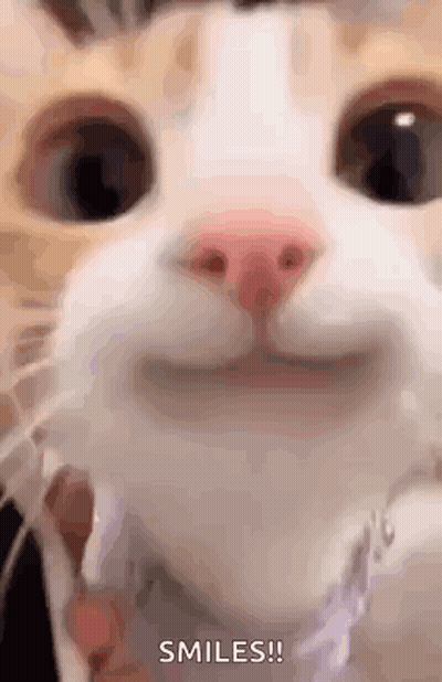 Cat Making Funny Face And Smiling GIF