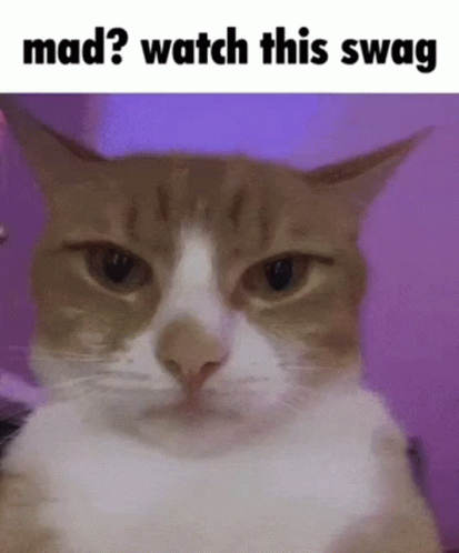 Cat Making Funny Face Mad? Watch This Swag GIF