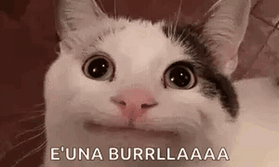 Cat Making Funny Face Saying E Una Burrilla GIF
