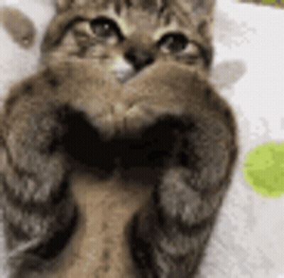 Cat Making Heart Shape With Paws GIF