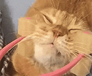 Cat Massage GIF