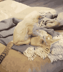 Cat Massaging Sleeping Cute Fox