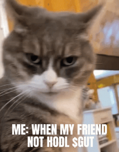 Cat Me When My Friend Not Hodl $ Gut GIF