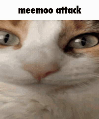 Cat Meemoo Attack GIF