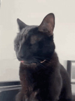 Cat Meme Cat Sleep GIF