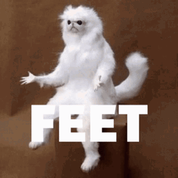Cat Meme Feet GIF