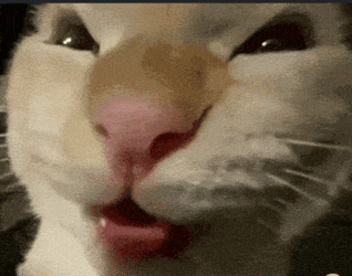 Cat Meme Hehehe GIF