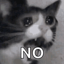 Cat Memes Scream Cry Tears No GIF