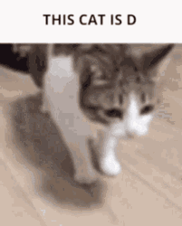 Cat Memes This Cat Is D Cute Flop GIF