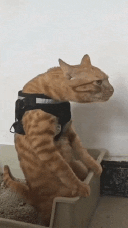 Cat Meow 360 GIF