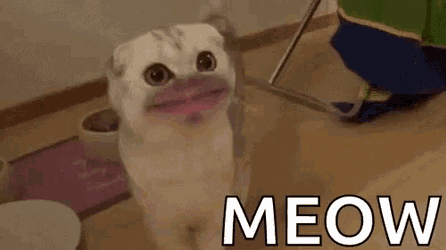 Cat Meow GIF
