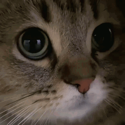 Cat Meow Then Looks Down GIF