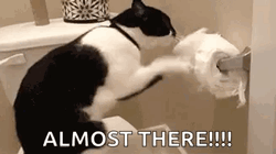 Cat Messed With Bathroom Tissue GIF