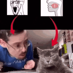 Cat Mewing GIF