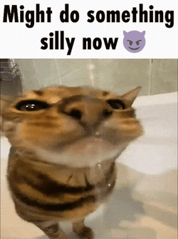 Cat Might Do Something Silly Now GIF