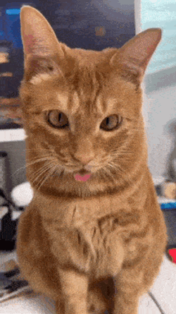Cat Mlem GIF